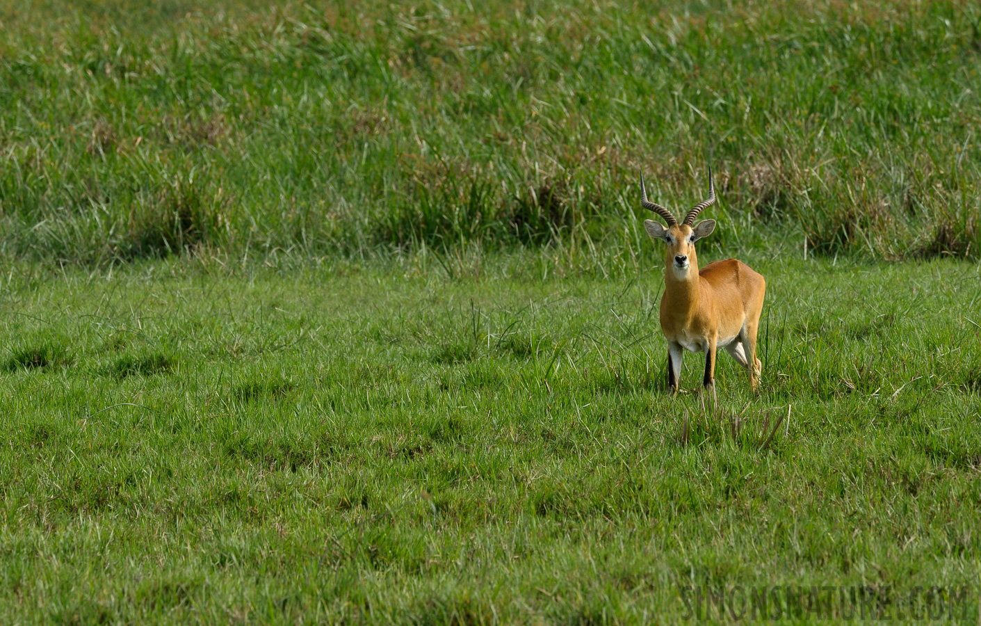 Kobus thomasi [400 mm, 1/320 Sek. bei f / 10, ISO 400]